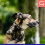 Herm Sprenger Black Stainless Steel ULTRA-PLUS Training Collar with swivel and ring, short version, 3.0 mm , 50 cm (20\")_1