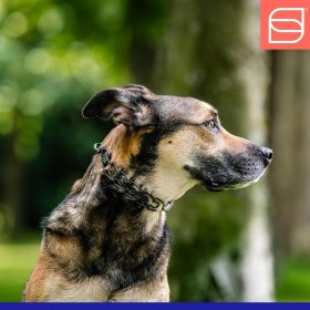 Herm Sprenger Black Stainless Steel ULTRA-PLUS Training Collar with swivel and ring, short version, 3.0 mm , 50 cm (20")