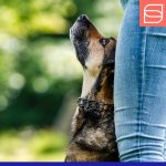 Herm Sprenger Black Stainless Steel ULTRA-PLUS Training Collar with swivel and ring, short version, 3.0 mm , 50 cm (20\")_3