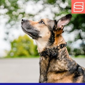 Herm Sprenger Black Stainless Steel ULTRA-PLUS Training Collar with swivel and ring, short version, 3.0 mm , 50 cm (20")