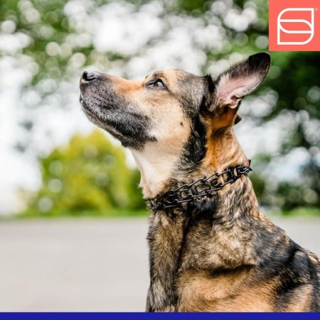 Herm Sprenger Black Stainless Steel ULTRA-PLUS Training Collar with swivel and ring, short version, 3.0 mm , 50 cm (20")