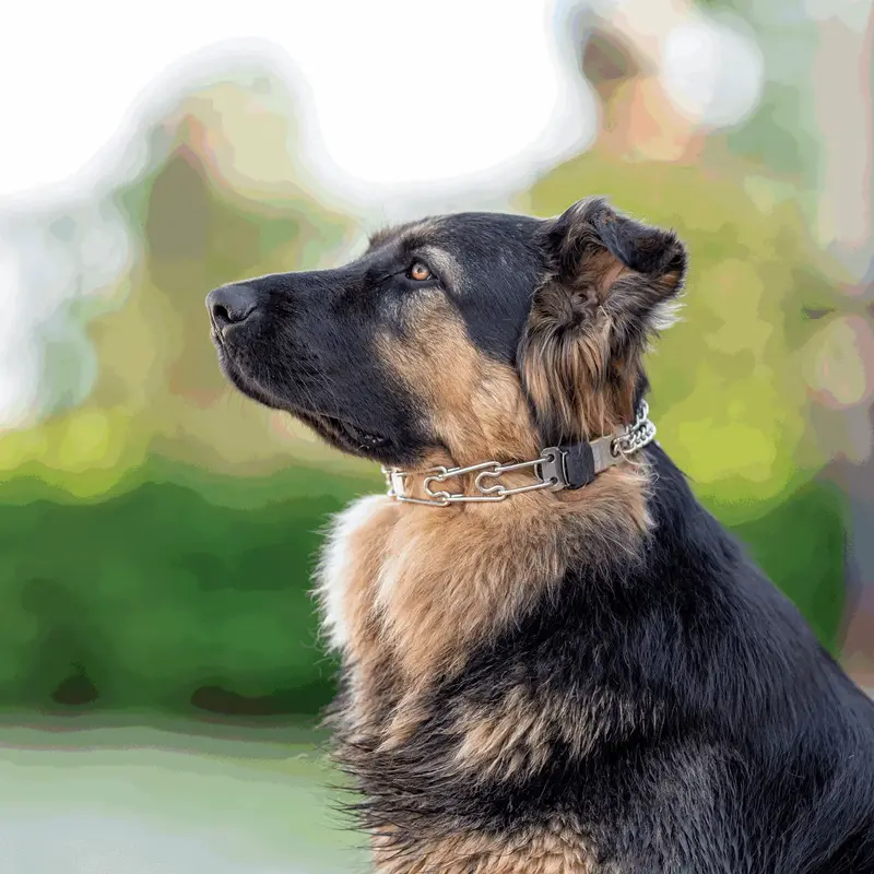 Herm Sprenger Black Stainless Steel Fur Saver Collar - 3mm Wire, 19" Size For Dogs With 16-17" Neck | Training & Walking