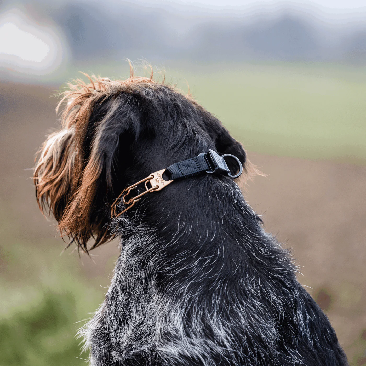 Herm Sprenger Curogan Prong Collar with Quick Release Buckle