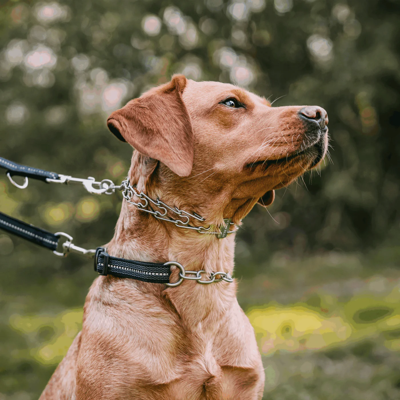 Herm Sprenger Stainless Steel Prong Collar with Swivel